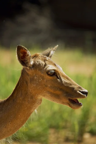 Bir geyik yavrusu portresi — Stok fotoğraf