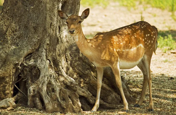 Pregnant female deer — Stock Photo, Image