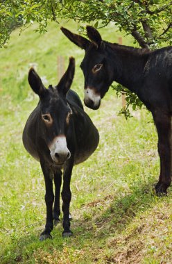 Donkeys in love clipart