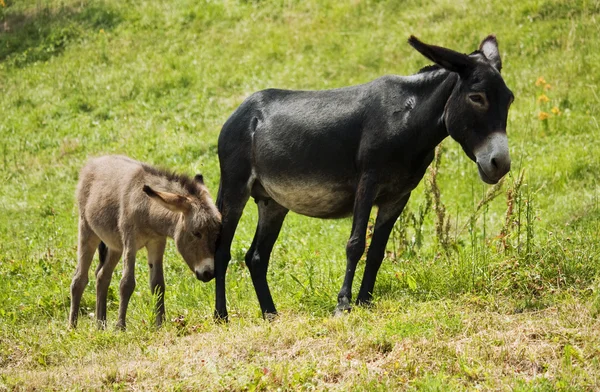 Dos burros en la hierba — Foto de Stock