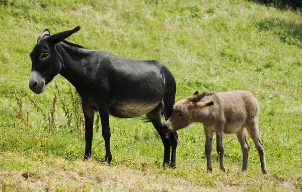 Gris pequeño burro con mamá — Foto de Stock
