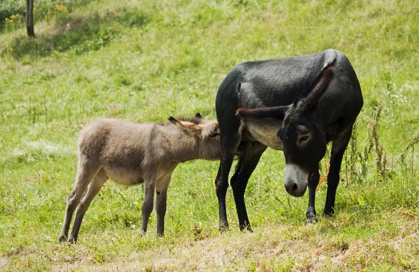 Eselin säugt ihren Kleinen — Stockfoto