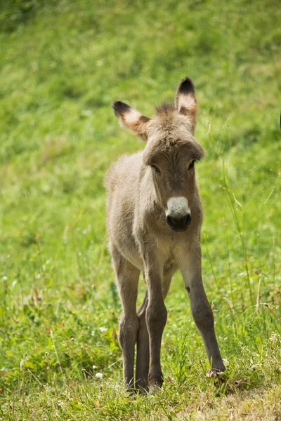 Petit âne gris — Photo
