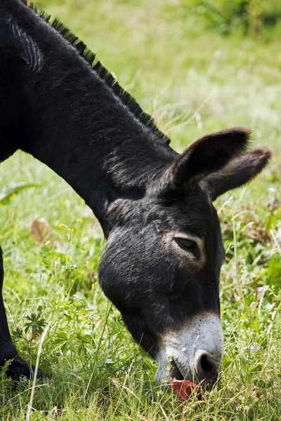 ロバが草を食べる — ストック写真