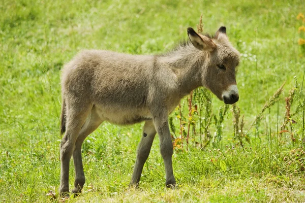 Pequeño burro — Foto de Stock