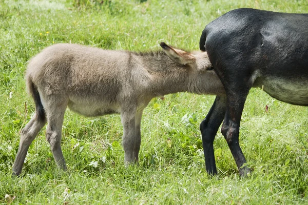 Mãe amamentando seu pequeno burro — Fotografia de Stock