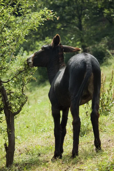 The donkey — Stock Photo, Image