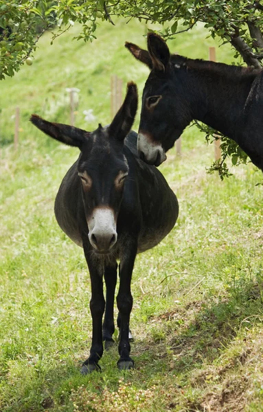 Zwangere vrouwelijke ezel — Stockfoto