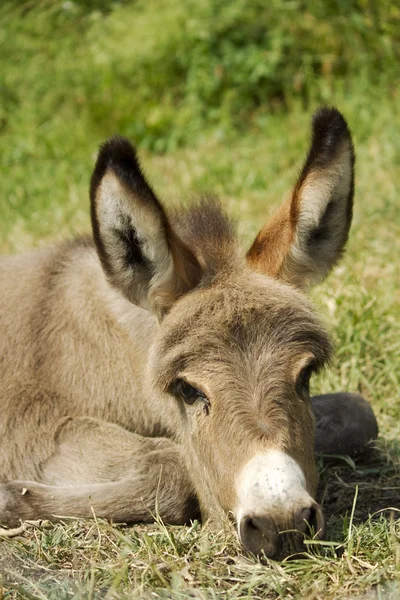 Grijze kleine ezel — Stockfoto