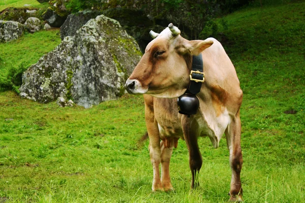 Корова випасу — стокове фото