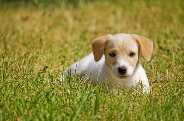 Cachorro en la hierba — Foto de Stock