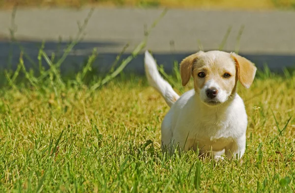 Cachorro en la hierba —  Fotos de Stock