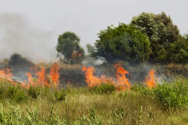 stock image Burn fields