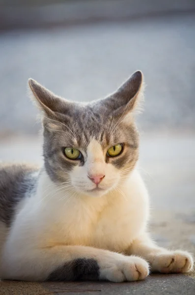 Gato no pátio — Fotografia de Stock