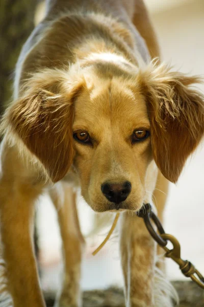 Cão acorrentado — Fotografia de Stock