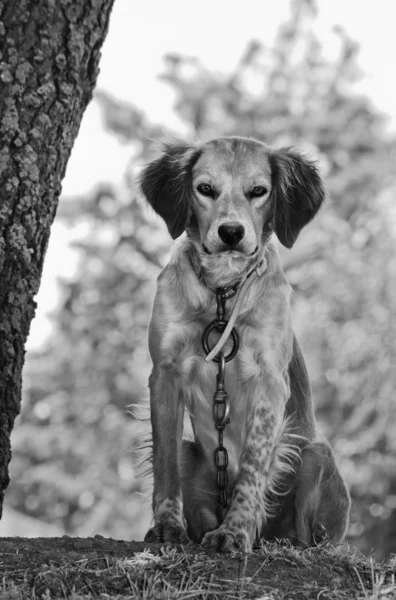 Pes řetězy v černé a bílé — Stock fotografie