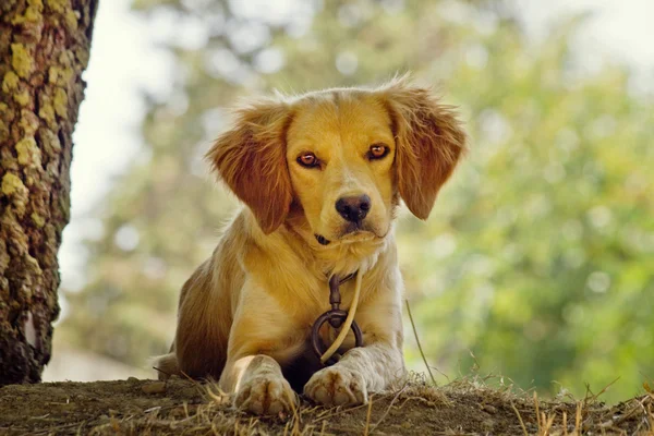 Pies w łańcuchach — Zdjęcie stockowe