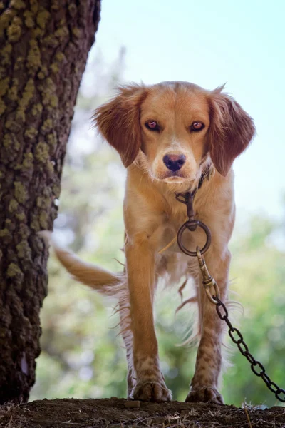 Собака в ланцюгах — стокове фото