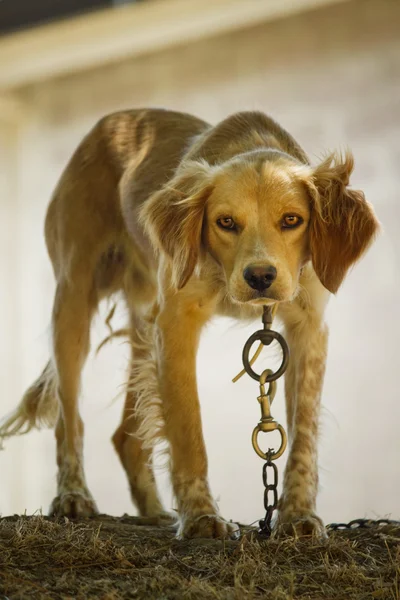 Hund in Ketten — Stockfoto