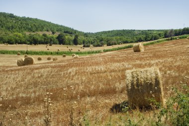 saman tarlası