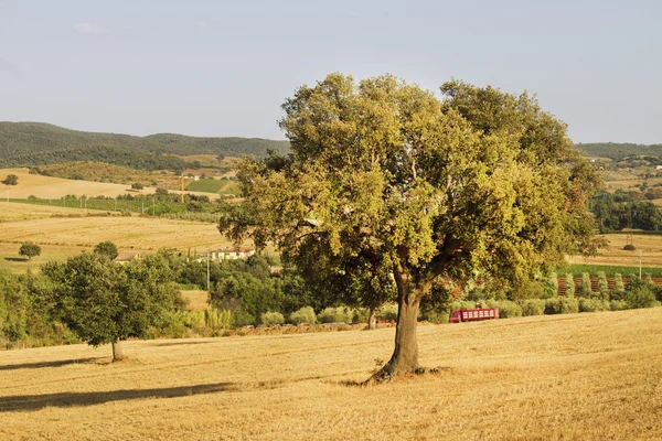 Tuscany landscape — Stock Photo, Image