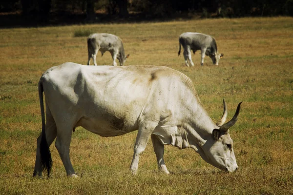 Cows in Maremma — Stock Photo, Image