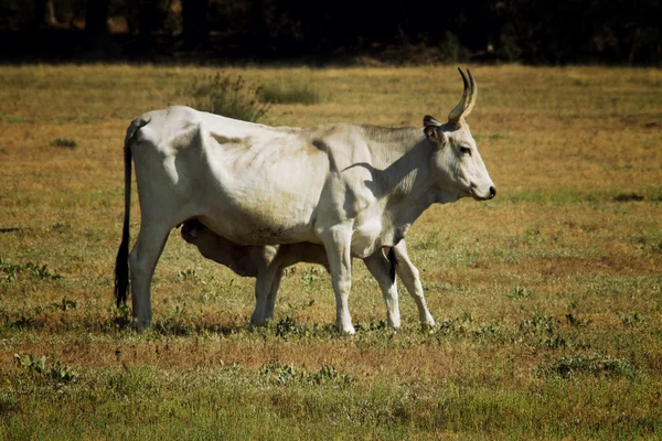 哺乳子牛 — ストック写真