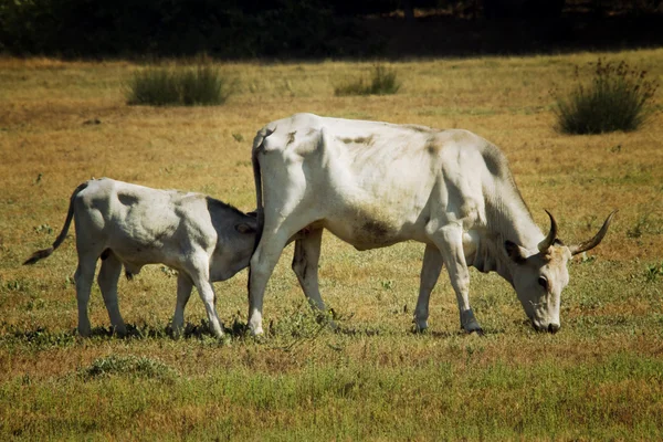 Vaca chupando o pequeno — Fotografia de Stock