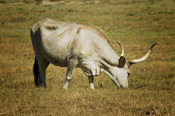 Pascolo di mucca — Foto Stock