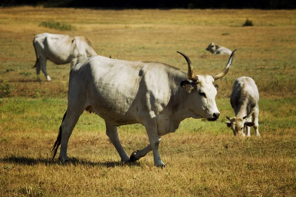 Kühe auf dem Land — Stockfoto