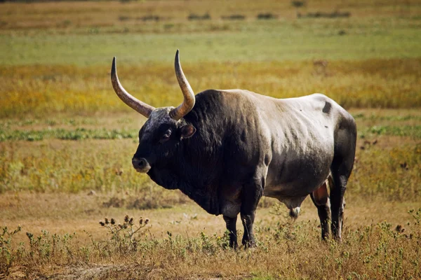Bull Maremma — Stockfoto