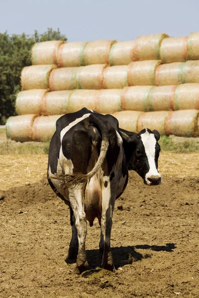 Vacas no país — Fotografia de Stock