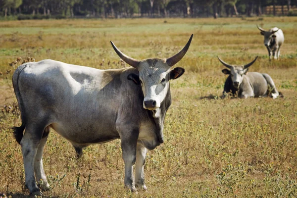 Mucche nel paese — Foto Stock