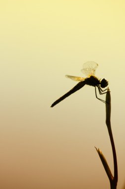 Dragonfly at sunset clipart