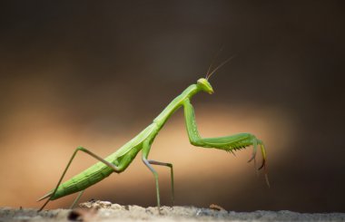 Praying mantis clipart