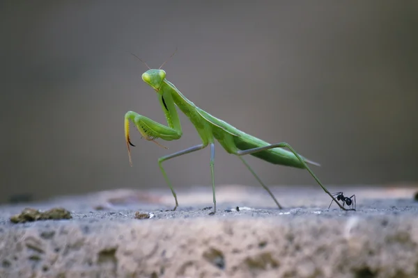 Praying mantis med ant — Stockfoto