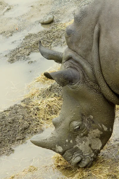 El rinoceronte —  Fotos de Stock
