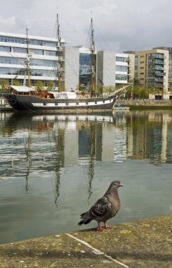 Pigeon in the city of Dublin clipart