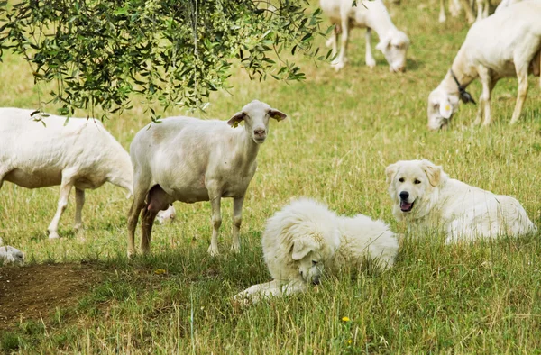 stock image Sheep grazing