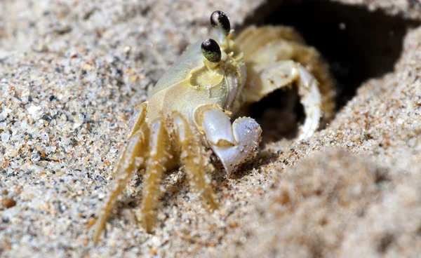 stock image Crab in the Sand