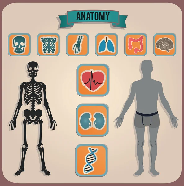 Concept d'anatomie — Image vectorielle