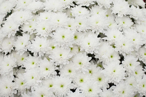 Crisântemo branco — Fotografia de Stock