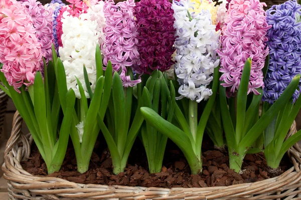 Hyacinth — Stock Photo, Image