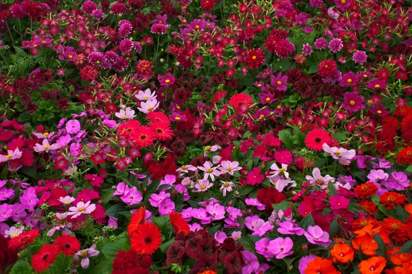 Tuin bloemen — Stockfoto