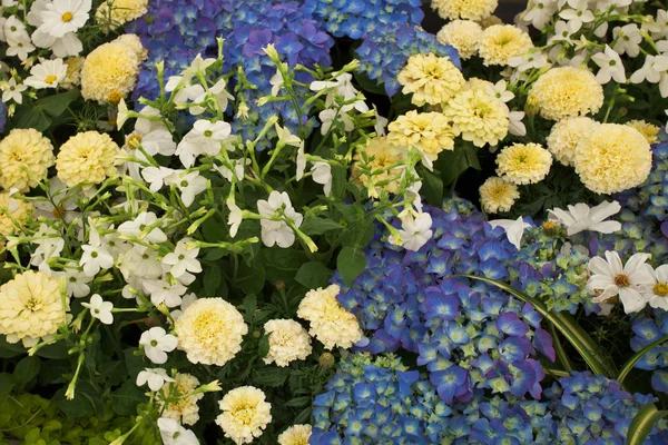 Tuin bloemen — Stockfoto