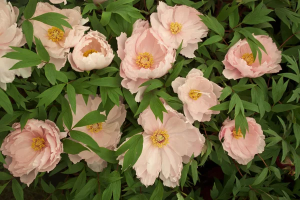 Peony in a garden — Stock Photo, Image