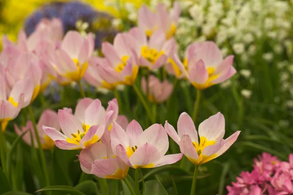 Zahradní květiny — Stock fotografie