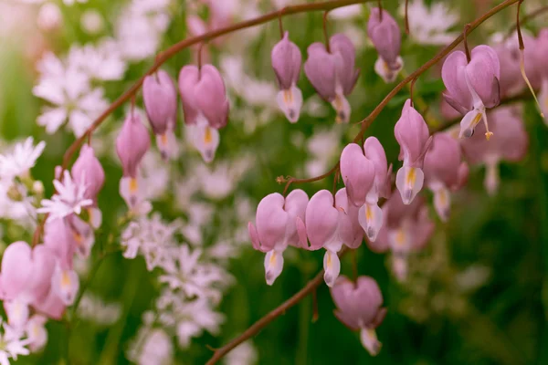 Dicentra in a garden — Stock Photo, Image