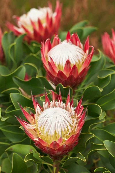 Protea blommor — Stockfoto