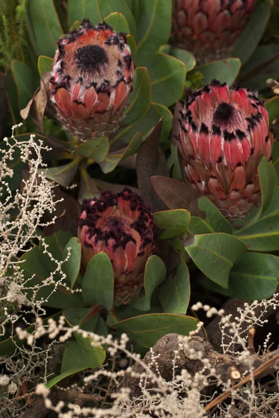Protea квіти — стокове фото